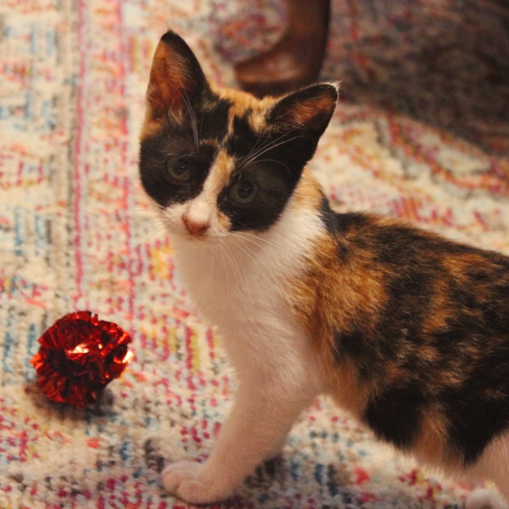 PSA : My Furry Friends